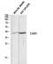 Complement C5a Receptor 1 antibody, A01898, Boster Biological Technology, Western Blot image 