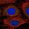 Glutathione S-Transferase Mu 1 antibody, NBP2-46828, Novus Biologicals, Immunofluorescence image 