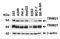 Ro52 antibody, A02079, Boster Biological Technology, Western Blot image 