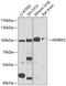 G Protein-Coupled Receptor Kinase 3 antibody, 18-466, ProSci, Western Blot image 