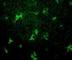 CD209 Molecule antibody, DDX0205A488-100, Novus Biologicals, Immunocytochemistry image 