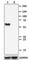 Forkhead Box A2 antibody, 685802, BioLegend, Western Blot image 