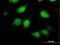 Translin Associated Factor X Interacting Protein 1 antibody, H00055815-B01P, Novus Biologicals, Immunocytochemistry image 
