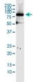 Mitofusin 1 antibody, H00055669-M04, Novus Biologicals, Western Blot image 