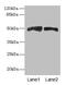 Antizyme Inhibitor 1 antibody, CSB-PA002484LA01HU, Cusabio, Western Blot image 