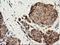 Caseinolytic Mitochondrial Matrix Peptidase Proteolytic Subunit antibody, LS-C172469, Lifespan Biosciences, Immunohistochemistry frozen image 