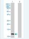 Calcitonin Related Polypeptide Beta antibody, H00000797-B02P-50ug, Novus Biologicals, Western Blot image 