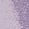 Small Integral Membrane Protein 18 antibody, PA5-64279, Invitrogen Antibodies, Immunohistochemistry frozen image 