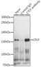 CCCTC-Binding Factor antibody, 13-987, ProSci, Immunoprecipitation image 