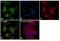 Eukaryotic Translation Elongation Factor 2 antibody, MA5-15833, Invitrogen Antibodies, Immunofluorescence image 