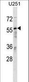 RAN Binding Protein 3 antibody, LS-C162431, Lifespan Biosciences, Western Blot image 