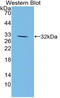 Jagged Canonical Notch Ligand 1 antibody, LS-C314831, Lifespan Biosciences, Western Blot image 