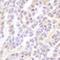 Coilin antibody, A303-759A, Bethyl Labs, Immunohistochemistry frozen image 
