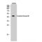 Creatine Kinase, M-Type antibody, LS-C382895, Lifespan Biosciences, Western Blot image 