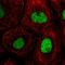 TFIIIC90 antibody, HPA069369, Atlas Antibodies, Immunofluorescence image 