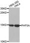 PHD finger-like domain-containing protein 5A antibody, MBS126885, MyBioSource, Western Blot image 