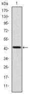 LIM Zinc Finger Domain Containing 1 antibody, abx011865, Abbexa, Western Blot image 