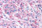 Wnt Family Member 5B antibody, MBS243107, MyBioSource, Immunohistochemistry frozen image 