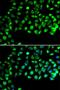B Cell Receptor Associated Protein 31 antibody, orb247771, Biorbyt, Immunocytochemistry image 