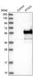 Prostacyclin synthase antibody, PA5-53132, Invitrogen Antibodies, Western Blot image 