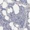 Kinectin 1 antibody, HPA003178, Atlas Antibodies, Immunohistochemistry frozen image 