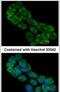 Eukaryotic Translation Initiation Factor 3 Subunit A antibody, PA5-31296, Invitrogen Antibodies, Immunofluorescence image 