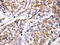 Caspase 4 antibody, LS-C312648, Lifespan Biosciences, Immunohistochemistry frozen image 