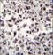 Serine And Arginine Rich Splicing Factor 7 antibody, LS-C169029, Lifespan Biosciences, Immunohistochemistry paraffin image 
