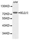 BCL2 Like 13 antibody, LS-C192243, Lifespan Biosciences, Western Blot image 