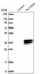 Major Histocompatibility Complex, Class II, DM Alpha antibody, NBP1-85325, Novus Biologicals, Western Blot image 