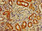 Mipp antibody, CSB-PA011782LA01HU, Cusabio, Immunohistochemistry frozen image 