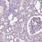 SPATA31 Subfamily E Member 1 antibody, PA5-55028, Invitrogen Antibodies, Immunohistochemistry paraffin image 