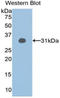 Sirtuin 1 antibody, LS-C304190, Lifespan Biosciences, Western Blot image 