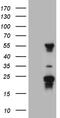 TRNA Methyltransferase 12 Homolog antibody, TA809502, Origene, Western Blot image 