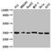 Coatomer Protein Complex Subunit Epsilon antibody, CSB-PA03669A0Rb, Cusabio, Western Blot image 