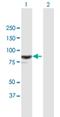 RAS Protein Activator Like 1 antibody, H00008437-B01P, Novus Biologicals, Western Blot image 