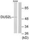 Dihydrouridine Synthase 2 antibody, A30563, Boster Biological Technology, Western Blot image 