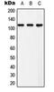 EPH Receptor B3 antibody, orb215465, Biorbyt, Western Blot image 