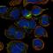 Crystallin Gamma D antibody, HPA041269, Atlas Antibodies, Immunocytochemistry image 