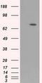 Aryl Hydrocarbon Receptor Nuclear Translocator Like antibody, MA5-25102, Invitrogen Antibodies, Western Blot image 