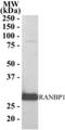 RAN Binding Protein 1 antibody, NB100-1443, Novus Biologicals, Western Blot image 