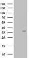 Proteasome Assembly Chaperone 2 antibody, TA808215S, Origene, Western Blot image 