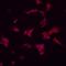 Dorsal Inhibitory Axon Guidance Protein antibody, PA5-48097, Invitrogen Antibodies, Immunocytochemistry image 