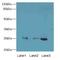 RAB3B, Member RAS Oncogene Family antibody, LS-C396567, Lifespan Biosciences, Western Blot image 