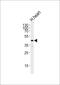 Krueppel-like factor 2 antibody, PA5-72410, Invitrogen Antibodies, Western Blot image 