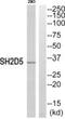 SH2 Domain Containing 5 antibody, PA5-39452, Invitrogen Antibodies, Western Blot image 