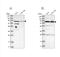 Spermatogenesis Associated 20 antibody, NBP1-82146, Novus Biologicals, Western Blot image 