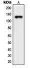 Nuclear Export Mediator Factor antibody, MBS821574, MyBioSource, Western Blot image 