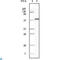 Casein Kinase 1 Alpha 1 antibody, LS-C813965, Lifespan Biosciences, Immunohistochemistry paraffin image 