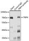 Activating signal cointegrator 1 antibody, GTX66364, GeneTex, Immunoprecipitation image 